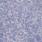 USP43 Antibody in Immunohistochemistry (Paraffin) (IHC (P))