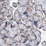 USP43 Antibody in Immunohistochemistry (Paraffin) (IHC (P))