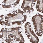 USP43 Antibody in Immunohistochemistry (Paraffin) (IHC (P))