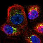 ARFGEF1 Antibody in Immunocytochemistry (ICC/IF)