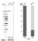 SCRIB Antibody in Western Blot (WB)