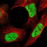 DDX42 Antibody in Immunocytochemistry (ICC/IF)