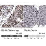 DDX42 Antibody