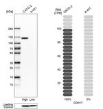 CDH17 Antibody in Western Blot (WB)