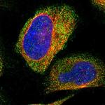 NT5C Antibody in Immunocytochemistry (ICC/IF)