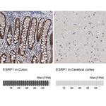 ESRP1 Antibody