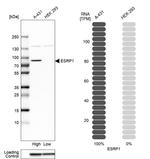 ESRP1 Antibody in Western Blot (WB)