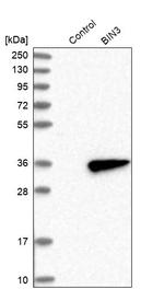 BIN3 Antibody in Western Blot (WB)