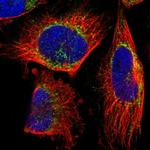 TEFM Antibody in Immunocytochemistry (ICC/IF)