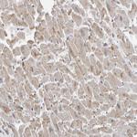 TEFM Antibody in Immunohistochemistry (Paraffin) (IHC (P))