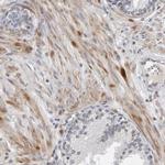 TEFM Antibody in Immunohistochemistry (Paraffin) (IHC (P))