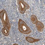 ARFGEF1 Antibody in Immunohistochemistry (Paraffin) (IHC (P))