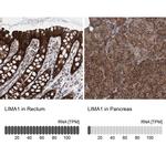 EPLIN Antibody in Immunohistochemistry (IHC)