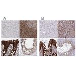 EPLIN Antibody in Immunohistochemistry (IHC)