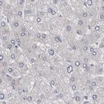 EPLIN Antibody in Immunohistochemistry (IHC)