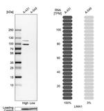 EPLIN Antibody in Western Blot (WB)