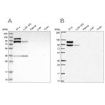 EPLIN Antibody in Western Blot (WB)