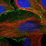 BAIAP2L1 Antibody in Immunocytochemistry (ICC/IF)