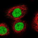 XPO5 Antibody in Immunocytochemistry (ICC/IF)