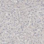 WIPF2 Antibody in Immunohistochemistry (Paraffin) (IHC (P))