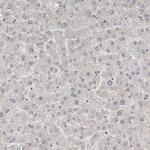 WIPF2 Antibody in Immunohistochemistry (IHC)