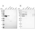 WIPF2 Antibody in Western Blot (WB)