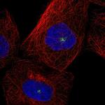 CEP131 Antibody in Immunocytochemistry (ICC/IF)