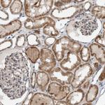 GBA2 Antibody in Immunohistochemistry (Paraffin) (IHC (P))