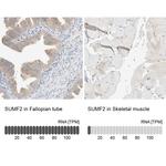 SUMF2 Antibody