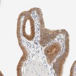 SUMF2 Antibody in Immunohistochemistry (IHC)