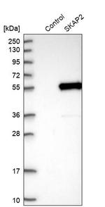 SKAP2 Antibody in Western Blot (WB)