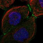 LMCD1 Antibody in Immunocytochemistry (ICC/IF)