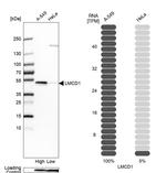 LMCD1 Antibody