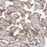 PXK Antibody in Immunohistochemistry (Paraffin) (IHC (P))