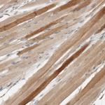 PXK Antibody in Immunohistochemistry (Paraffin) (IHC (P))