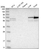 PXK Antibody in Western Blot (WB)