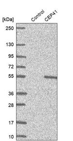 CEP41 Antibody in Western Blot (WB)