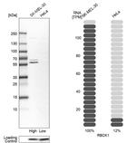 RBCK1 Antibody