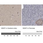 GDAP1 Antibody