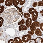 NAPE PLD Antibody in Immunohistochemistry (IHC)