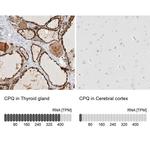 PGCP Antibody