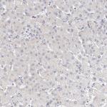 NEDD4L Antibody in Immunohistochemistry (Paraffin) (IHC (P))