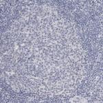 ADAM2 Antibody in Immunohistochemistry (Paraffin) (IHC (P))