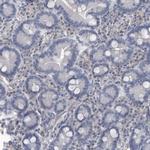 ARHGEF10 Antibody in Immunohistochemistry (Paraffin) (IHC (P))