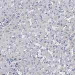 ARHGEF10 Antibody in Immunohistochemistry (Paraffin) (IHC (P))