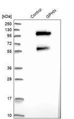 Gephyrin Antibody in Western Blot (WB)