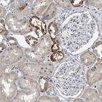 MPP3 Antibody in Immunohistochemistry (Paraffin) (IHC (P))