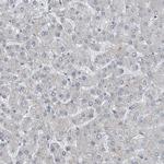 MPP3 Antibody in Immunohistochemistry (Paraffin) (IHC (P))