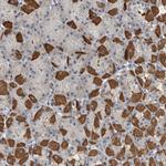 MPP3 Antibody in Immunohistochemistry (Paraffin) (IHC (P))