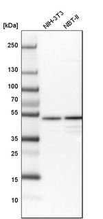 ZNF830 Antibody in Western Blot (WB)